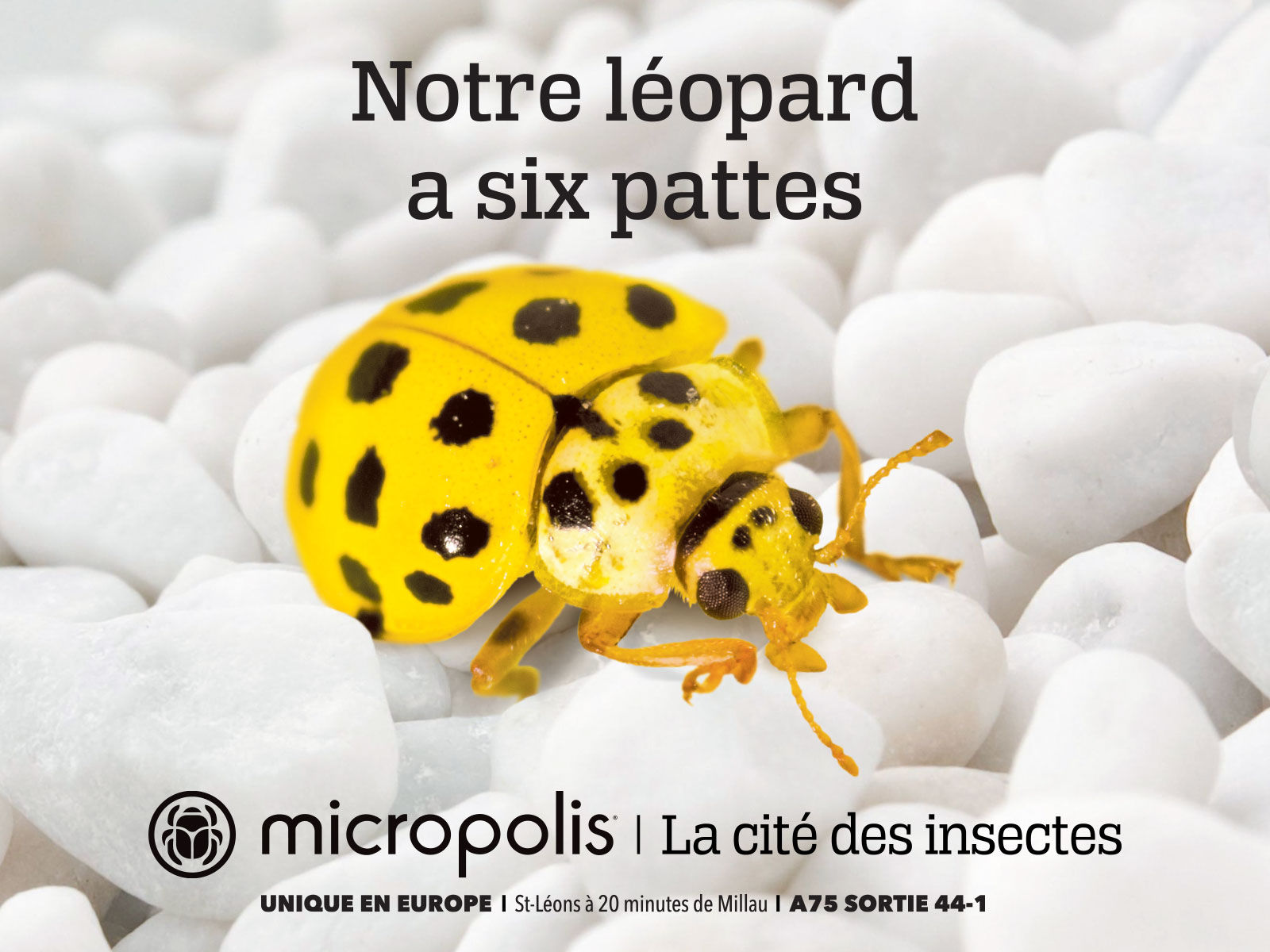 Agence Brigit pour Micropolis | Léopard