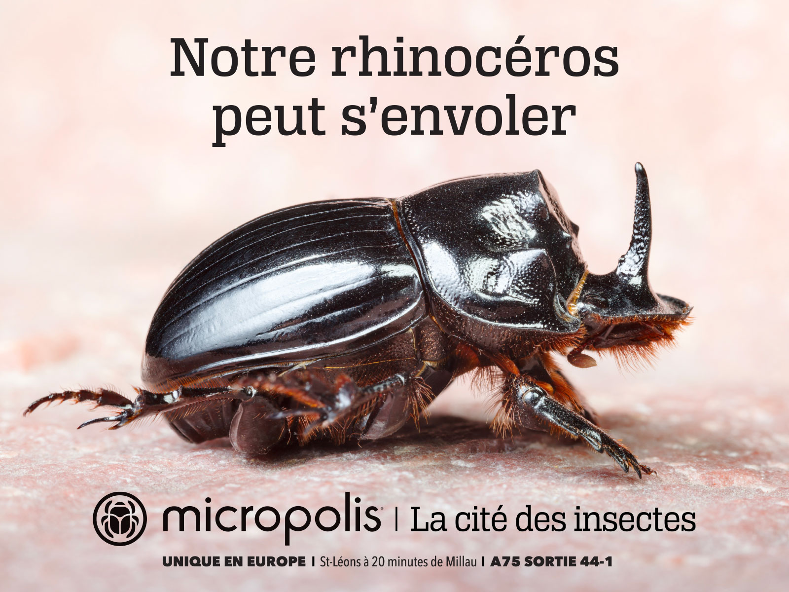 Agence Brigit pour Micropolis | Rhinocéros